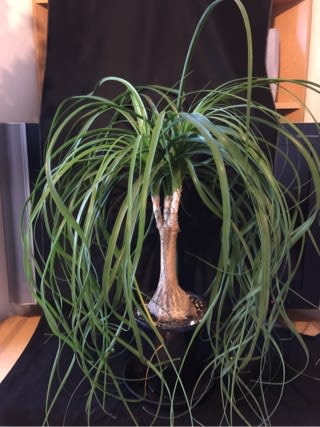 ポニーテールの強剪定 ふ たろの植物日記 観葉植物 サボテン 多肉植物