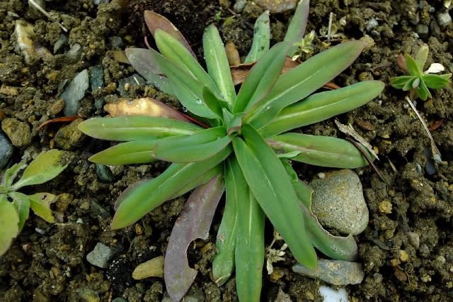 ムシトリナデシコのロゼット葉 里山の野草と花木 宮城県北トレッキング
