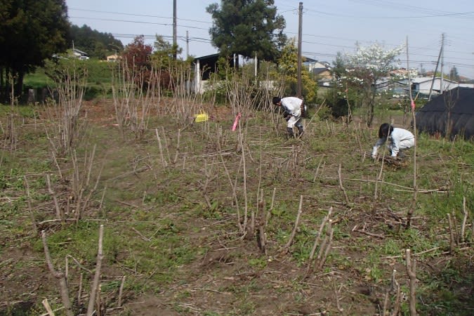 特用林産実習 タラノキの害虫 かわ遊び やま遊び雑記