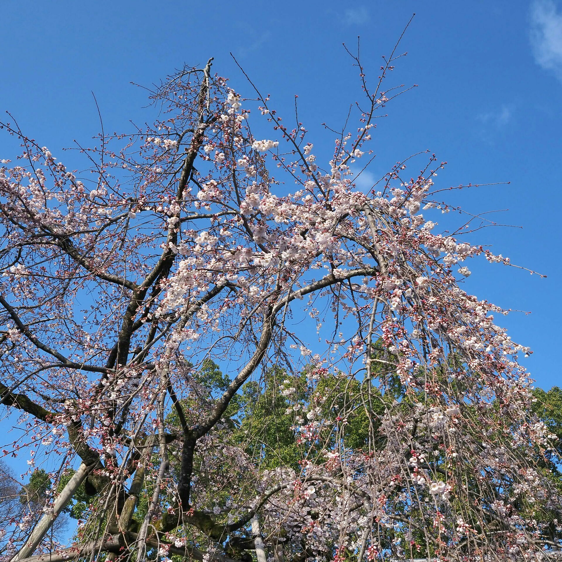 平野神社 魁桜 開花進む 他品種も開花 京都で定年後生活