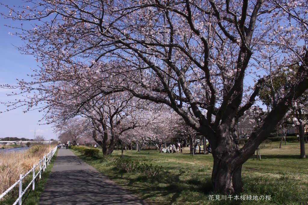 花見川千本桜緑地の桜 のぶさんの花便り