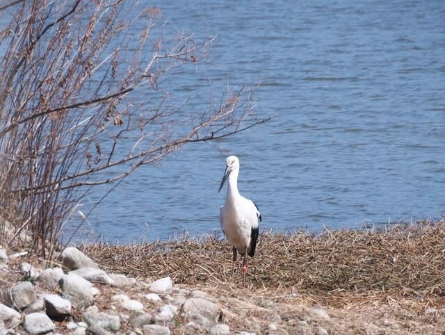 昆陽池公園のコウノトリ