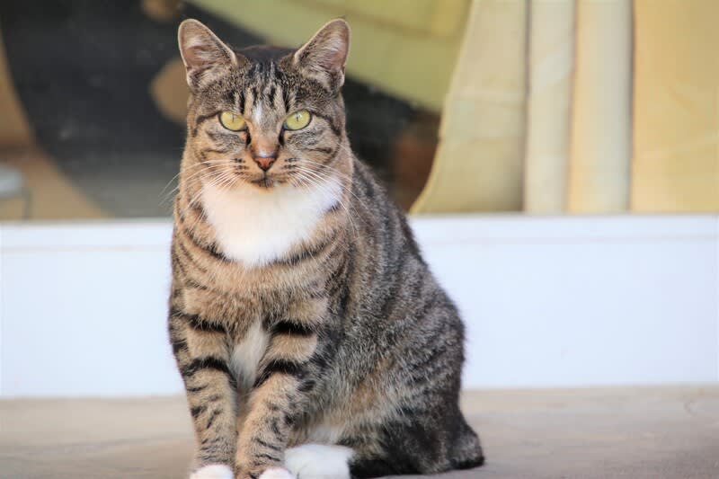 三つ指をついたような猫ちゃん ハイブリッドな生活 旧ルノーな生活 三つ指をついたような猫ちゃん ハイブリッドな生活 旧ルノーな生活