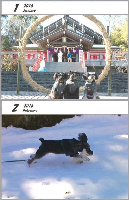 2016 銭 凛ファミリーカレンダー 銭日和 凛日和 2016 銭 凛ファミリーカレンダー 銭日和 凛日和