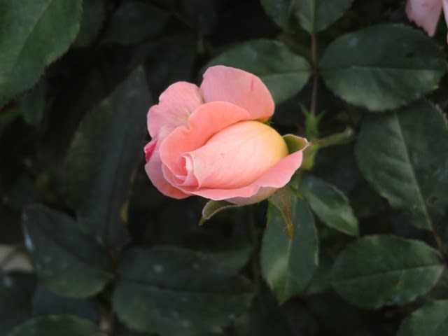 サーモンピンクの色合いがユニークなバラ ファバージェ 薔薇シリーズ52 野の花 庭の花