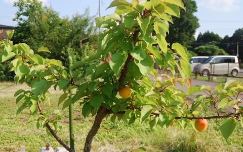アンズ 杏 Albaricoque のブログ記事一覧 充実果樹園生活 つくば展開地ぶどう園