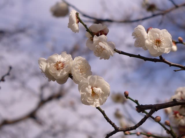 ウメ