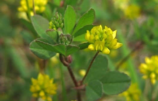 コメツブウマゴヤシ 米粒馬肥やし 6月 青森県 八戸市 種差海岸 渚の花図鑑 コメツブウマゴヤシ 米粒馬肥やし 6月 青森県 八戸市 種差海岸 渚の花図鑑