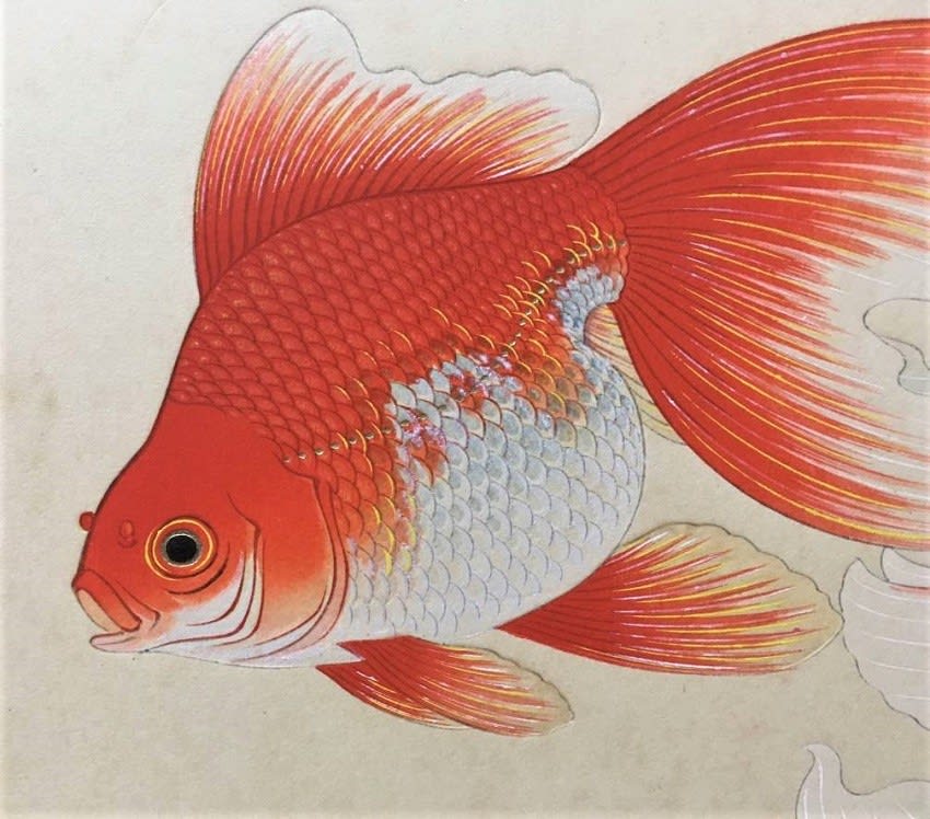 第１回配布 １２作品最後の作品 大日本魚類画集 NO65 金魚 大野麥風画