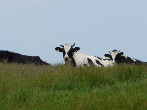 高ボッチ牧場の放牧牛