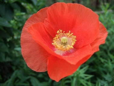 3月25日 日 ヒナゲシ ミ の 花 暦 3月25日 日 ヒナゲシ ミ の 花 暦