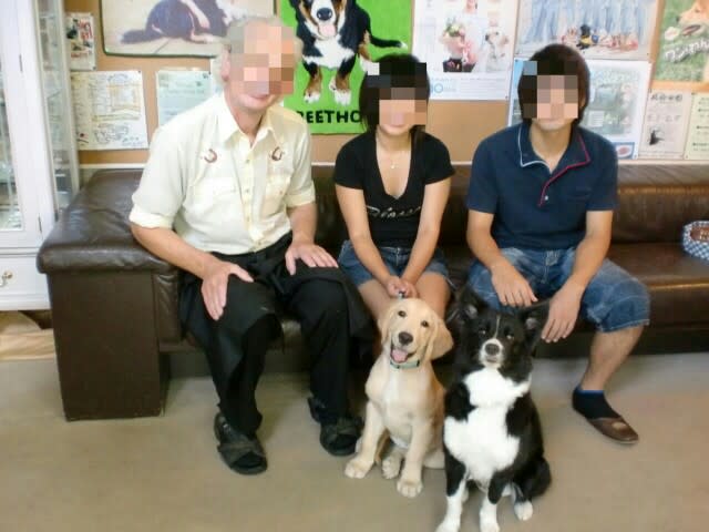 妄想 只今家庭犬輸送中 ボーダーとゴールデンの日常的なblog