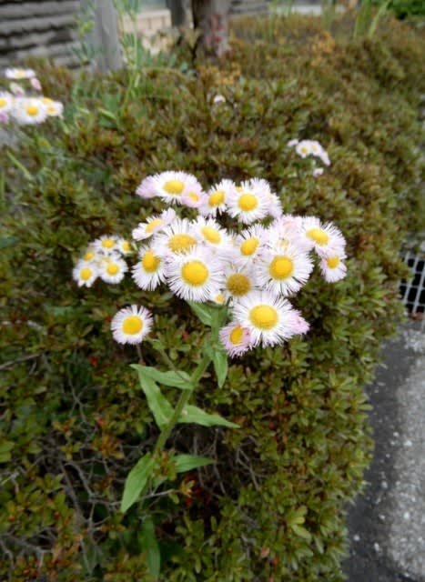 ハルシオン 季節の花写真