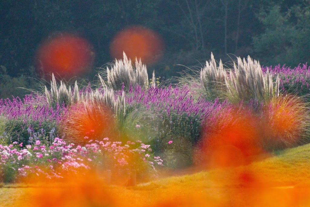 愛 地球博記念公園 モリコロパーク が秋の花と秋の色に包まれています 自然を求めて近辺ぶらり