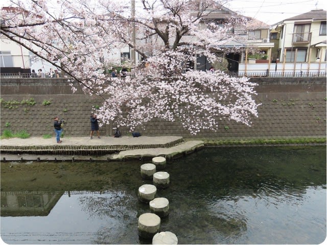 横浜市 大岡川沿いの桜 大岡川プロムナード編 飲んでもブログ 横浜市 大岡川沿いの桜 大岡川プロムナード編 飲んでもブログ