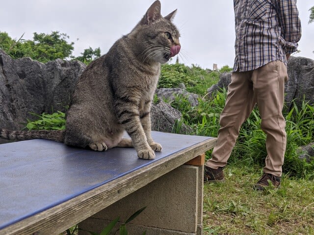 猫愛 が止まらない ちゅ る愛 が止まらない へんないきもの日記 猫愛 が止まらない ちゅ る愛 が止まらない へんないきもの日記