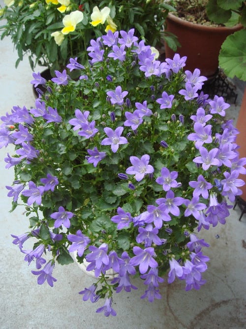 ２年目のカンパニュラ メリーベル 花 Hana