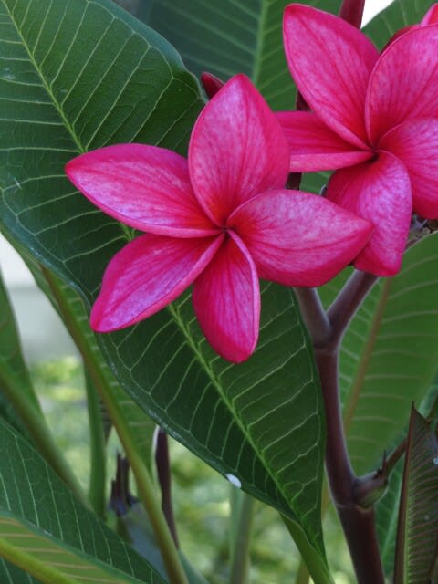 鮮烈な五弁の花が緑の葉に映える プルメリア サオ マンノン 熱帯植物シリーズ 27 野の花 庭の花