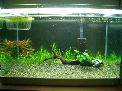 ついに金魚を60cm水槽に ソウルで金魚 ついに金魚を60cm水槽に ソウルで金魚