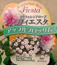 園芸 ガーデニング インパチェンス フィエスタ 花いっぱい咲かせよう