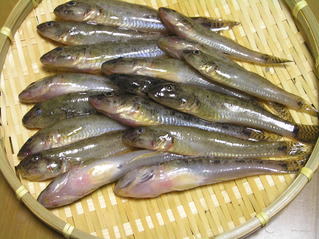 ハゼ釣り 海のさち
