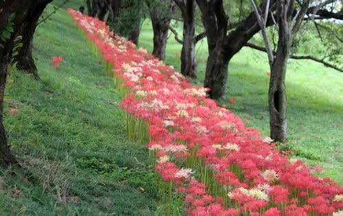埼玉県比企郡吉見町にあるさくら堤公園では ヒガンバナの花が咲き始めています ヒトリシズカのつぶやき特論