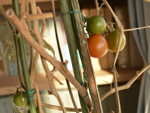 室内で色づくトマト 小さな庭とベランダ菜園の楽しみ I Enjoy Gardening And Growing Vegetables