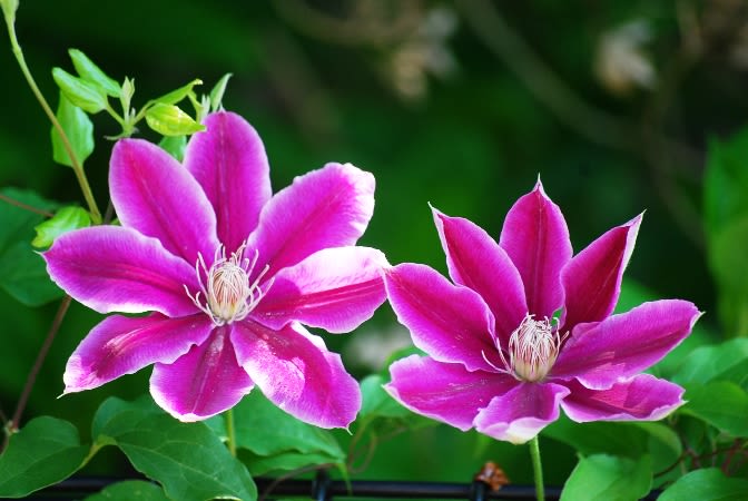 クレマチス テッセン とも 人気の高い ツル性植物の女王 く にゃん雑記帳 クレマチス テッセン とも 人気の高い ツル性植物の女王 く にゃん雑記帳