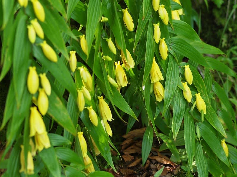 山里の貴婦人 キイジョウロウホトトギス めぐる季節 花華の雪月花