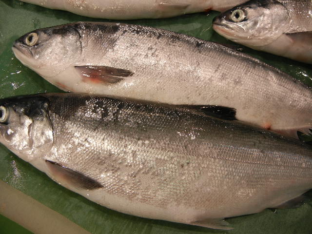 ６月は チップ ヒメマス が旬です チップ大好き 発寒かねしげ鮮魚店の魚屋しげです 札幌市西区 発寒かねしげ鮮魚店 のおすすめ情報