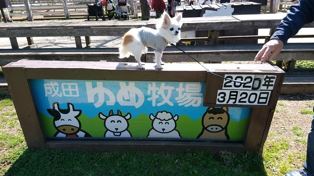 成田ゆめ牧場へ チワワな日記