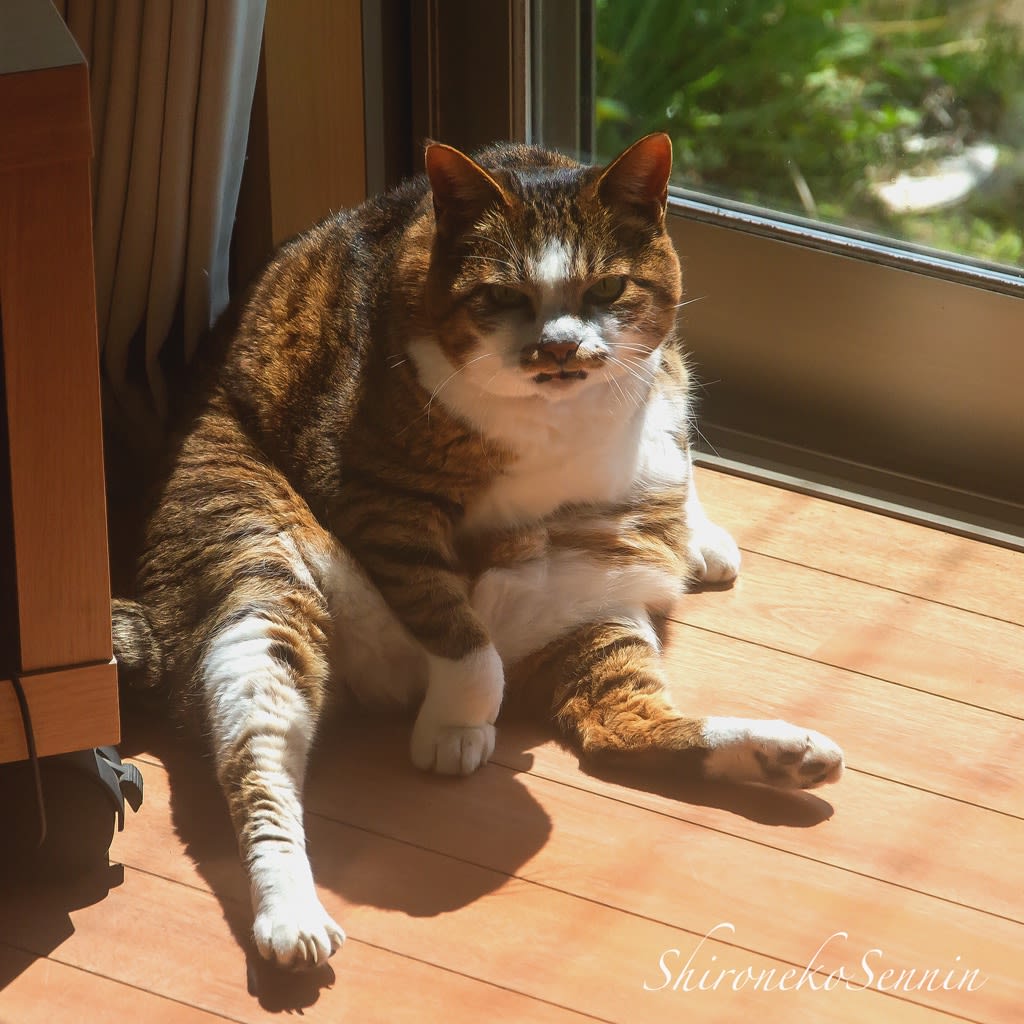 猫 ネコ ねこ にゃんこ のブログ記事一覧 里山の風に吹かれて