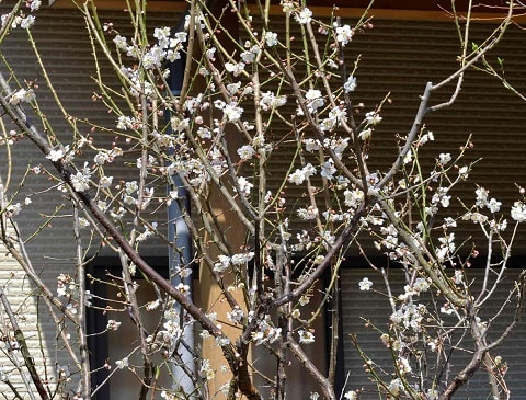 果樹の花 １ 実梅とユスラウメ Koba の庭 春夏秋冬