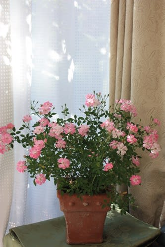今 美しいバラ レンゲローズ ソフィーズ パーペチュアル 小さな庭の小さな幸せ チャッピーのバラ庭より