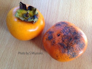 柿の原種のミステリー 野菜ソムリエpro Andyのblog