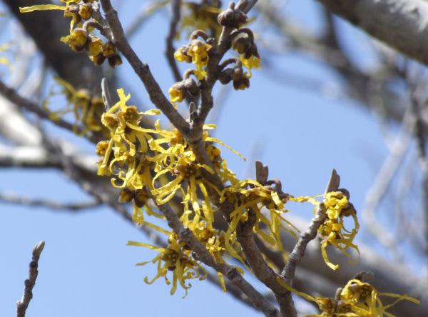 大浪池 まんさくの花を訪ねて 歩き日記 大浪池 まんさくの花を訪ねて 歩き日記
