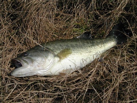 Dscn3643 Dscn3643