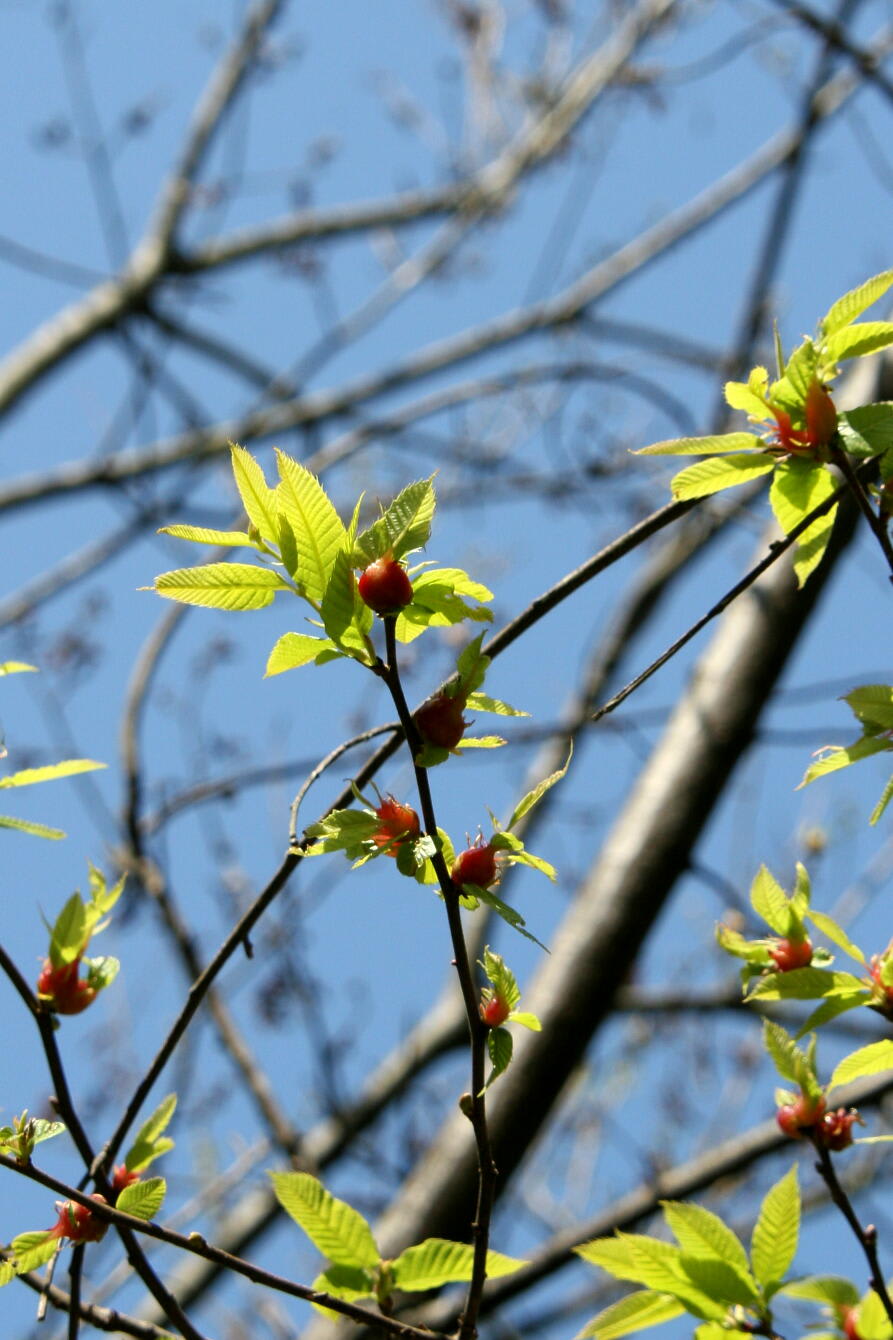 花の・マイ・データーの画像