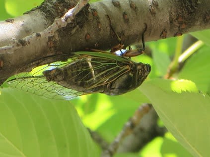 クマセミの恋 浜野巌治 クマセミの恋 浜野巌治