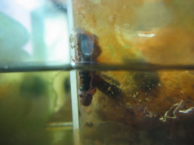 水槽のヘゲナガカワトビケラの幼虫は 動植物 山菜 食べ物 釣り