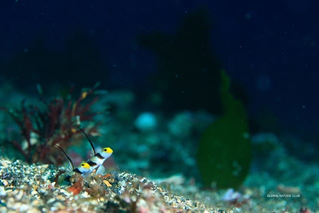 ナンヨウツバメウオ幼魚現る 伊豆大島global Nature Club 海ブログ