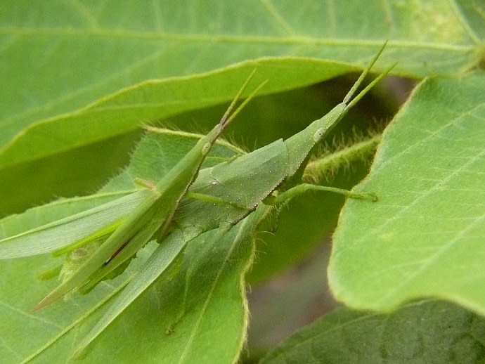 オンブバッタとショウリョウバッタです 花恋人