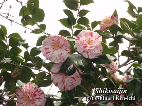 横浜市泉区の花