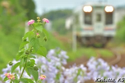 かわいい紫陽花 東海道の鉄道を眺めて 切り取って