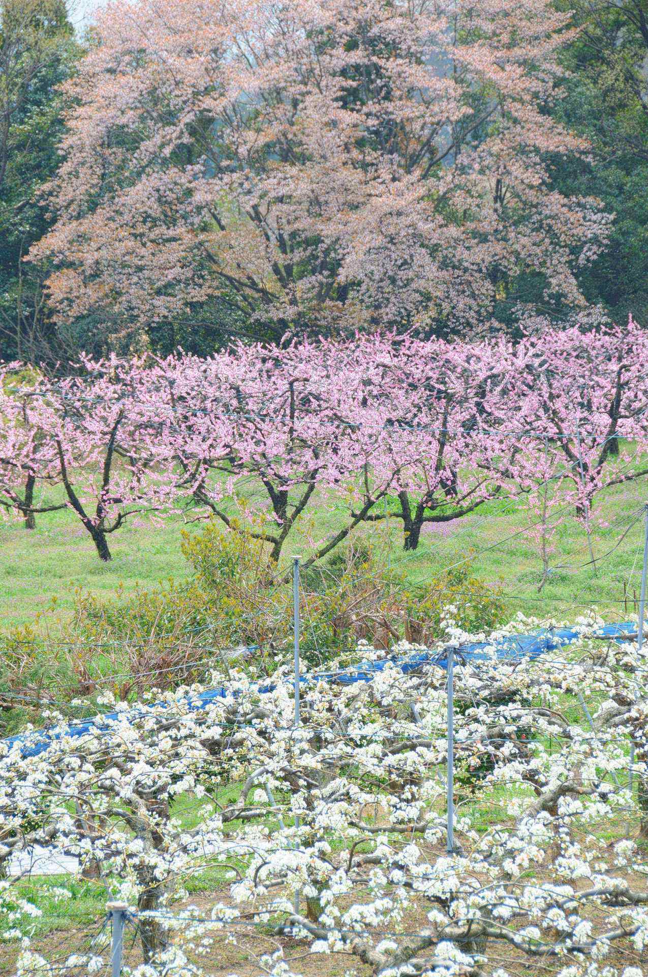 花を求め！　桃・梨の画像