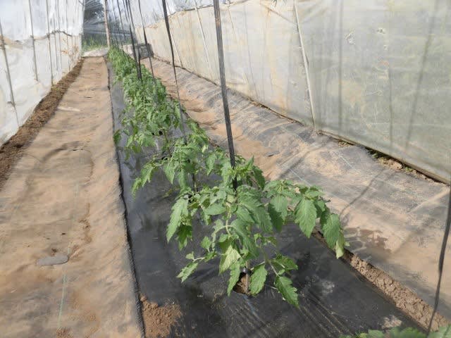 支援トマト支柱作り 80坪の有機家庭菜園