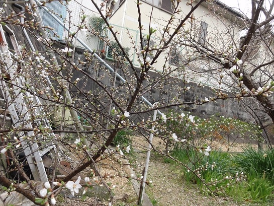 ユスラウメ 山桃桜 の花 らいちゃんの家庭菜園日記