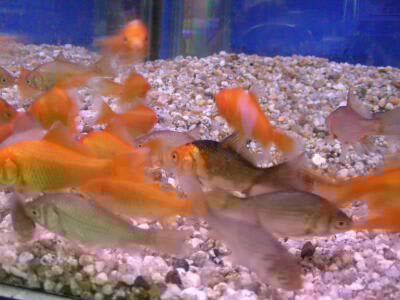 錦鯉 小赤 熱帯魚 魚 Alba Com Gt 錦鯉 小赤 熱帯魚 魚 Alba Com Gt