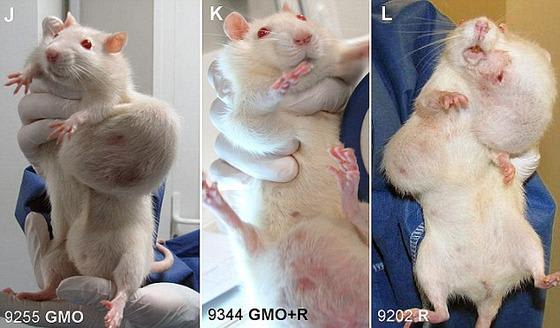 遺伝子組み換え食品を与え続けたネズミ がどうなったか バンビの独り言