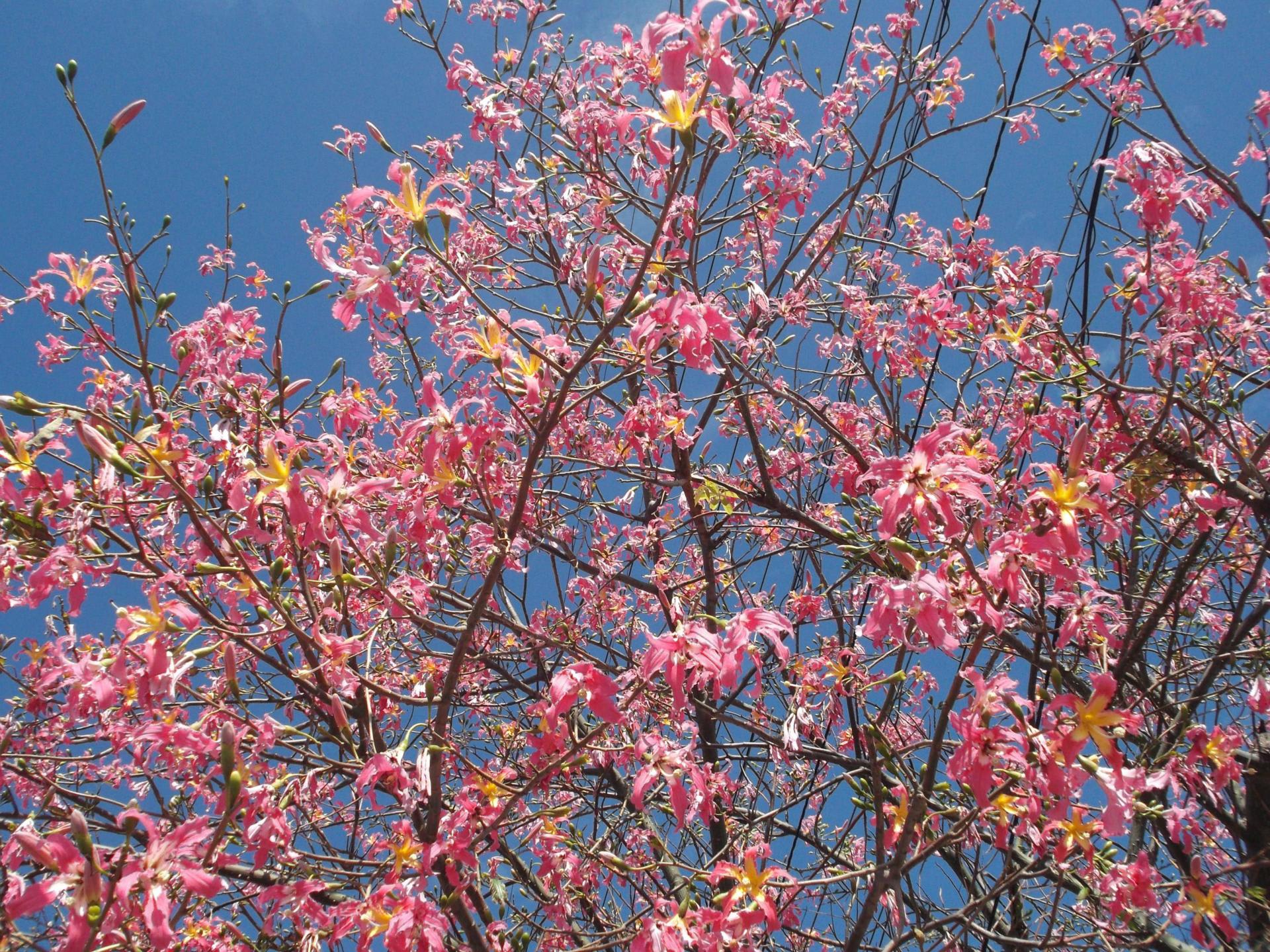 沖縄の季節 桜のように鮮やかなトックリキワタの季節 10月 12月に咲く あれやらこれやら いろいろ沖縄